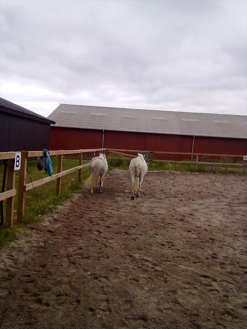 Anden særlig race Lukas<33 - Når enden er god er alt ting godt;-) billede 14