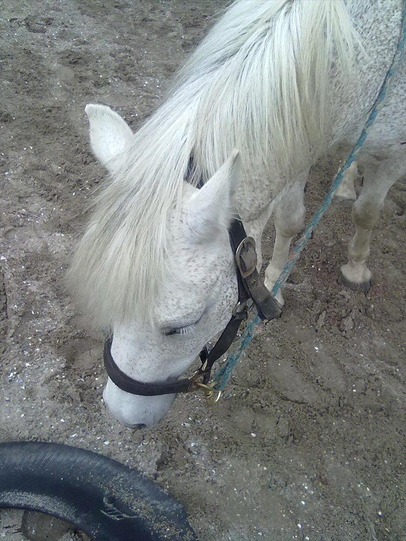 Anden særlig race Lukas<33 billede 15