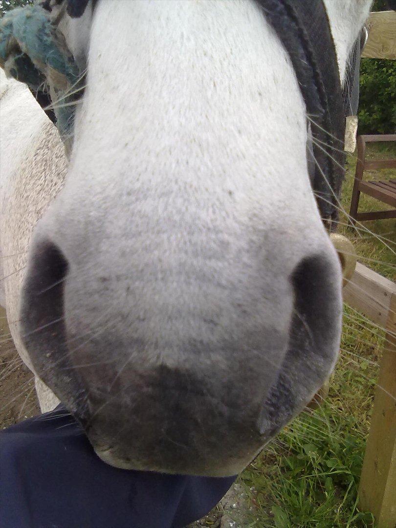 Anden særlig race Lukas<33 - Luksens mule<33 billede 16