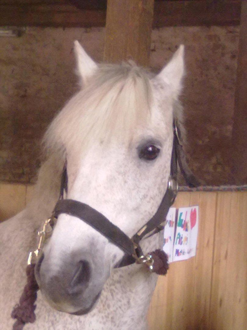 Anden særlig race Lukas<33 billede 17