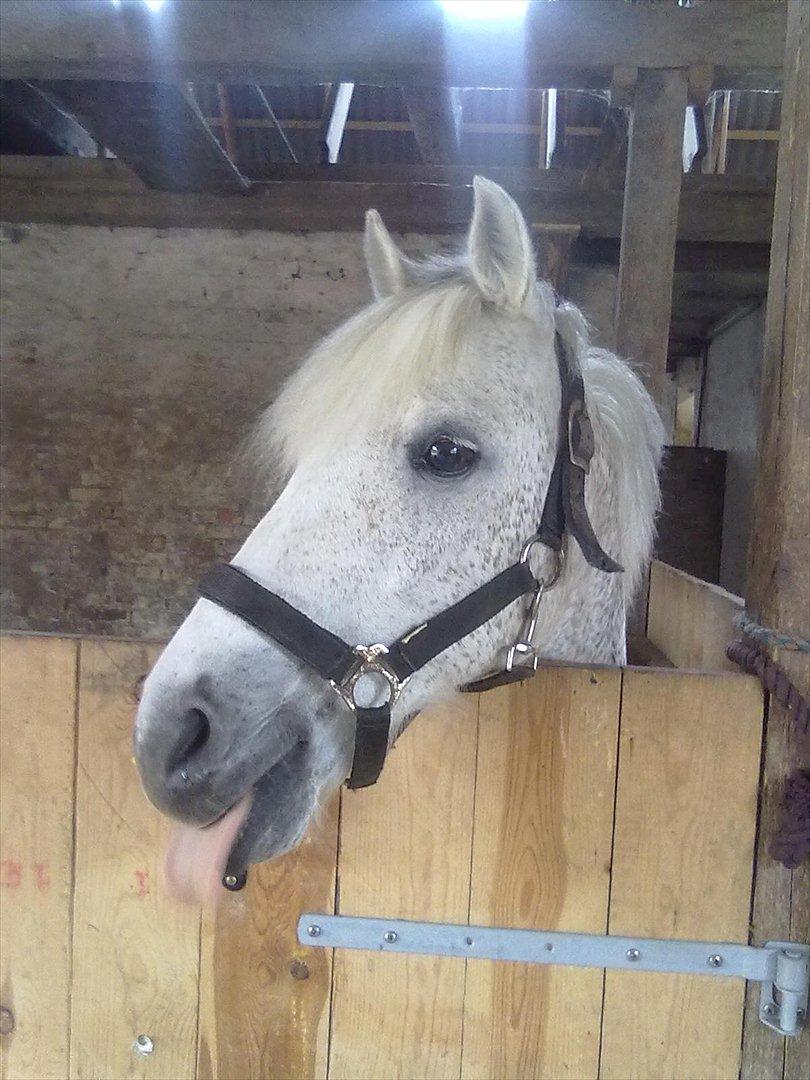 Anden særlig race Lukas<33 - Hehe SØDE diiq billede 18