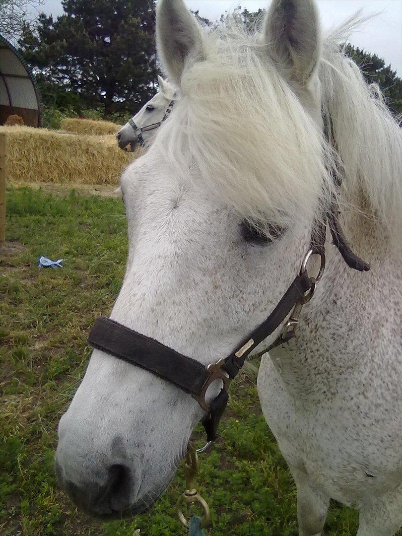 Anden særlig race Lukas<33 - Du er SÅ smuk!! billede 19