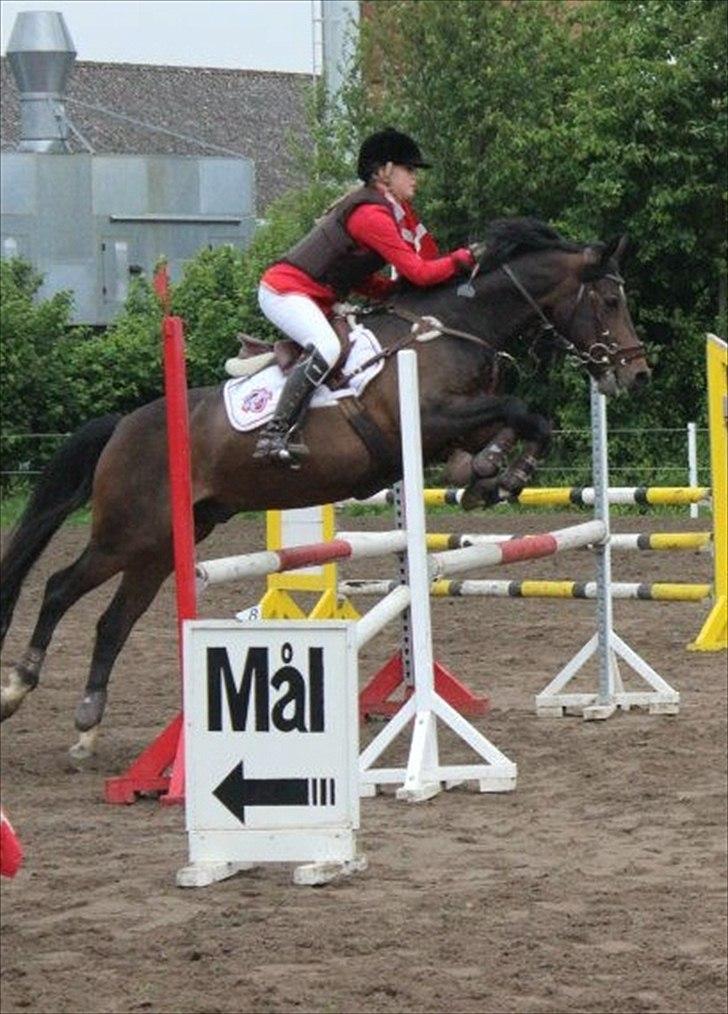 Tysk Sportspony Verdi - B-pony billede 5