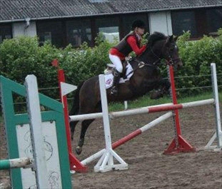 Tysk Sportspony Verdi - B-pony - Første MB 0 fejl :) billede 6