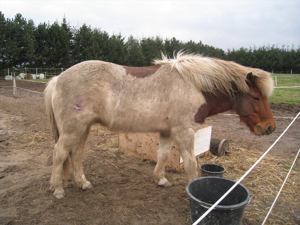 Islænder Blöndur fra Eyefjörd - marts 2012 lige kommet hjem billede 10