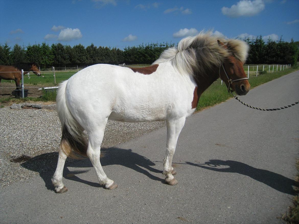 Islænder Blöndur fra Eyefjörd - 9. juni på vej til undervisning billede 11