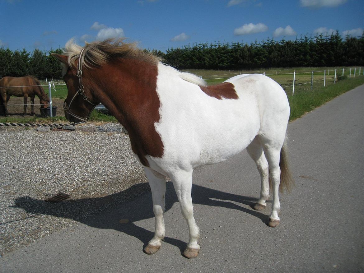 Islænder Blöndur fra Eyefjörd - 9. juni 2012 billede 12