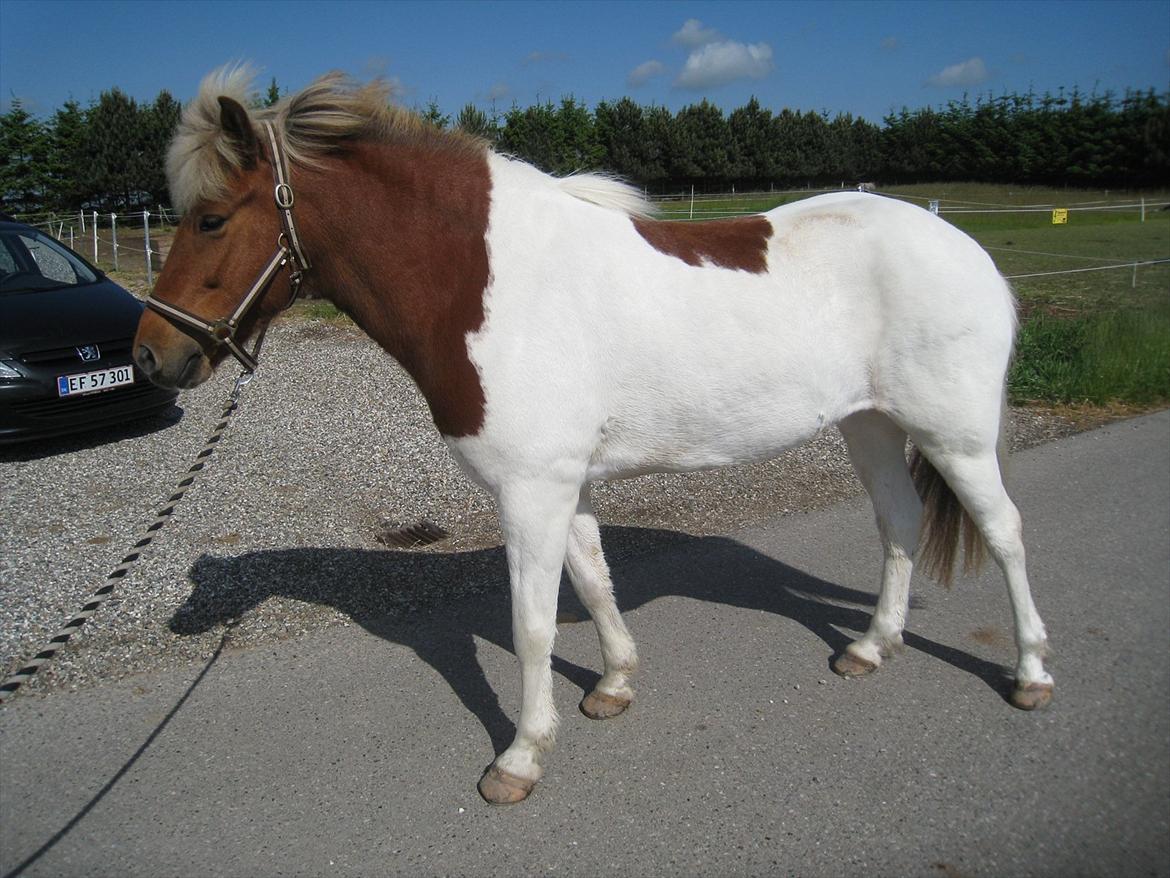 Islænder Blöndur fra Eyefjörd - 9. juni 2012 billede 13