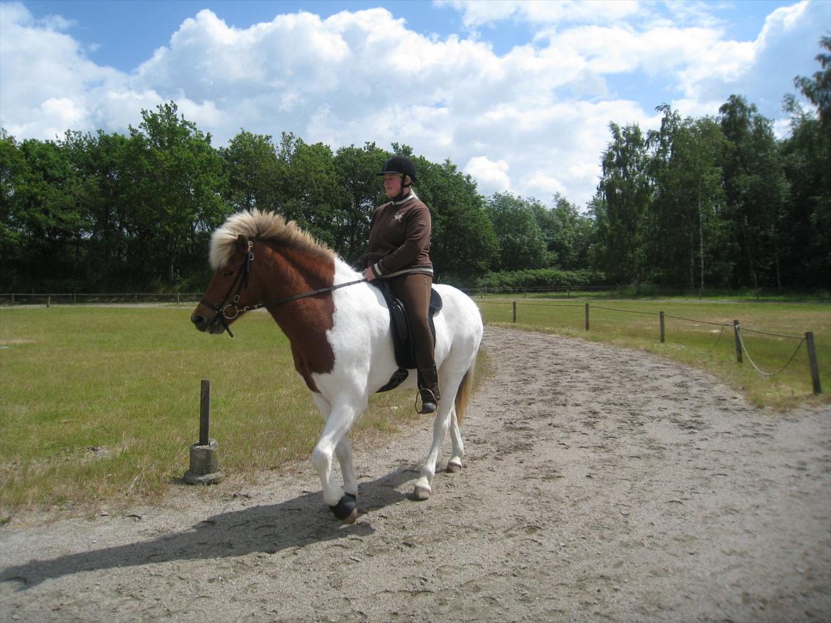 Islænder Blöndur fra Eyefjörd - 9. juni 2012 billede 15