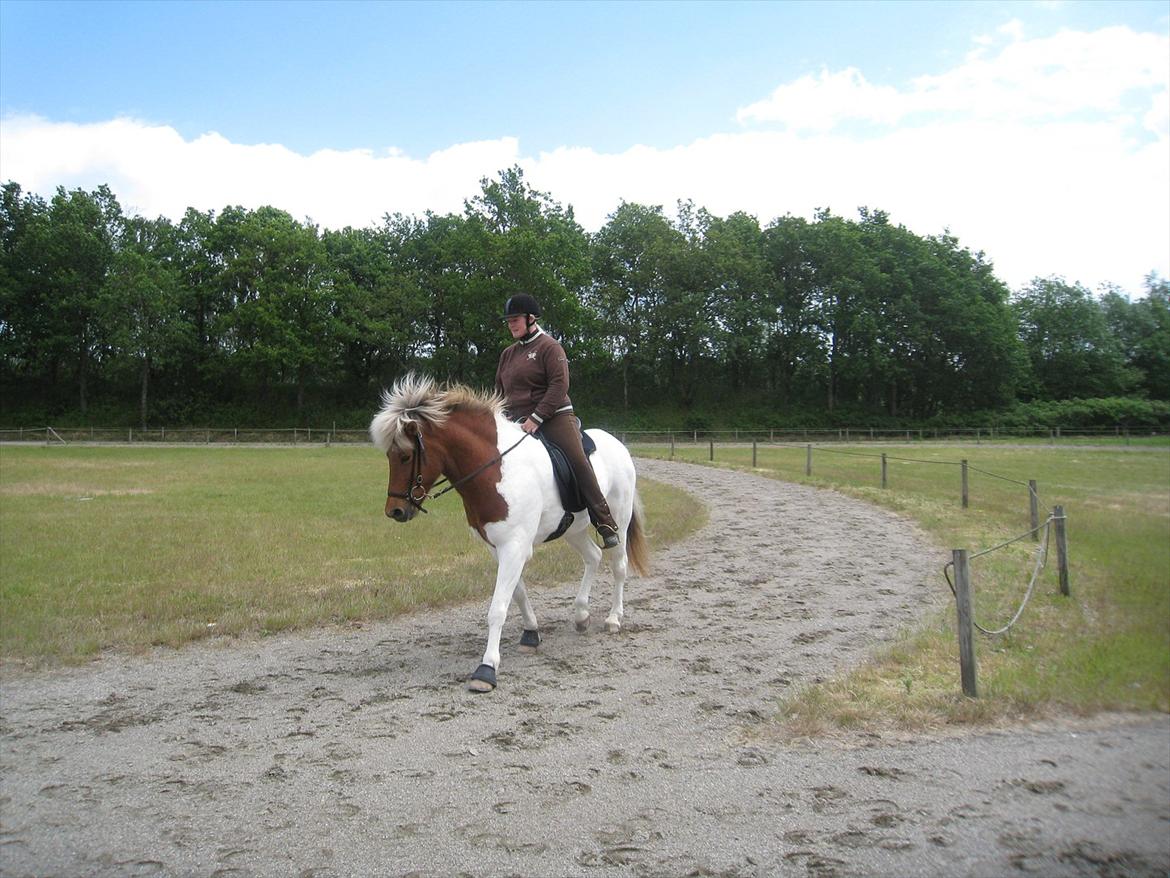 Islænder Blöndur fra Eyefjörd - 9. juni 2012 billede 16