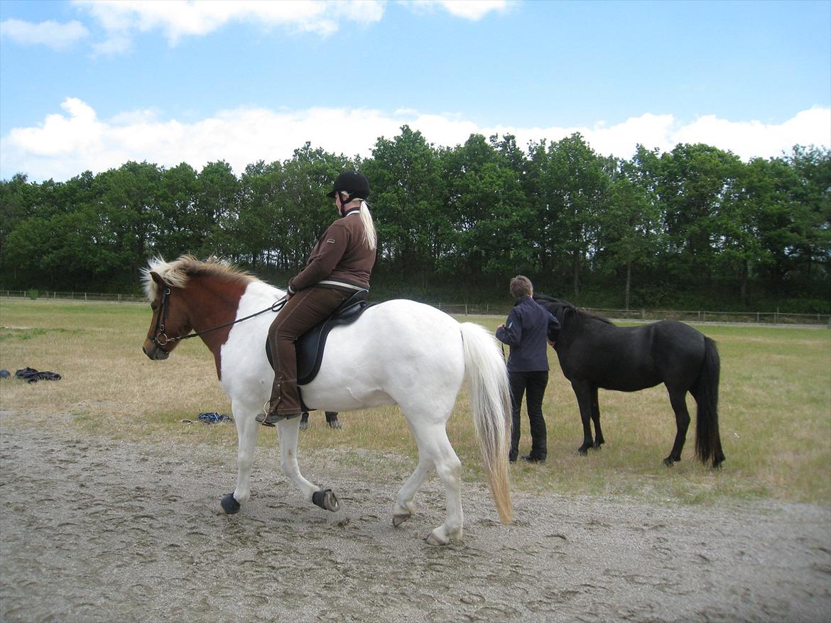 Islænder Blöndur fra Eyefjörd - 9. juni 2012 billede 18