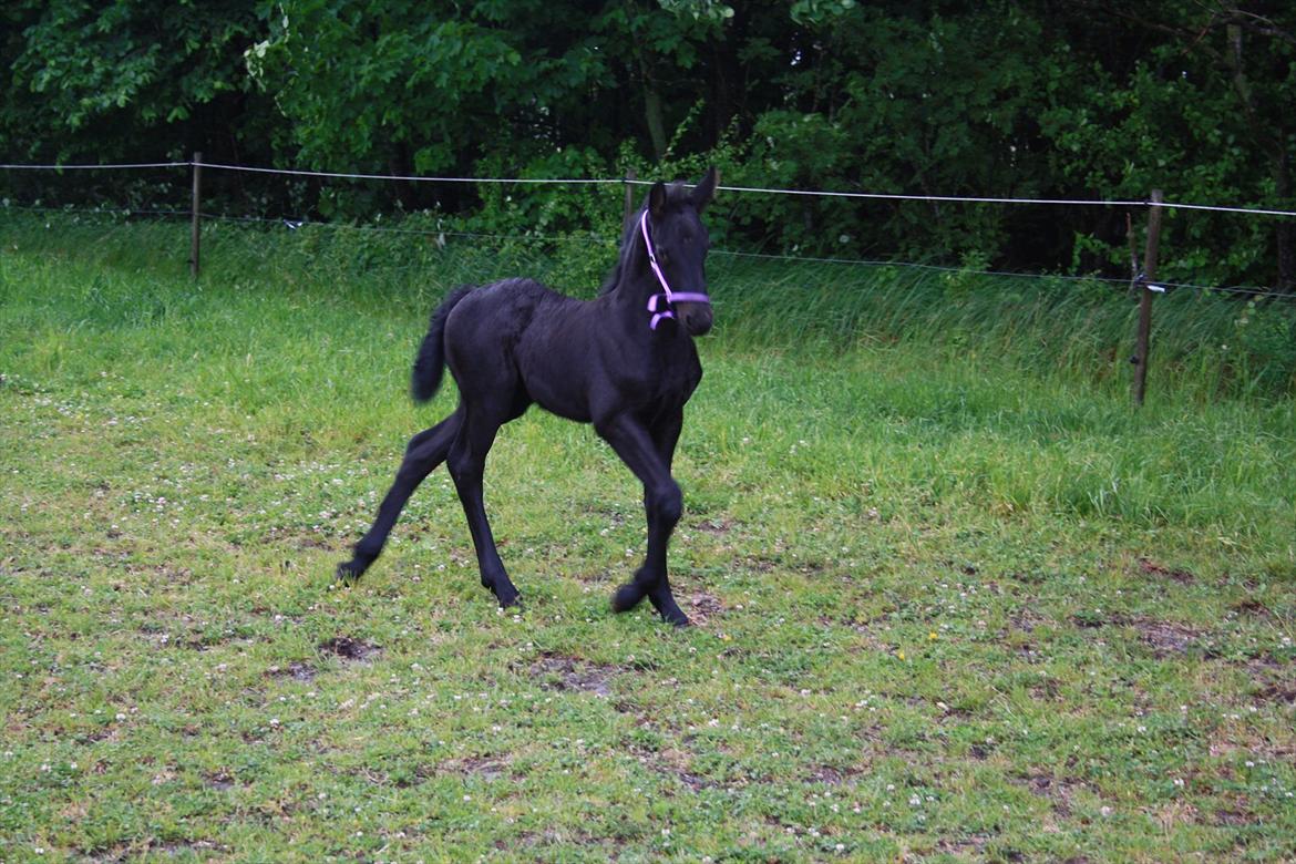 Anden særlig race Enya A Bacoon#SOLGT# billede 11