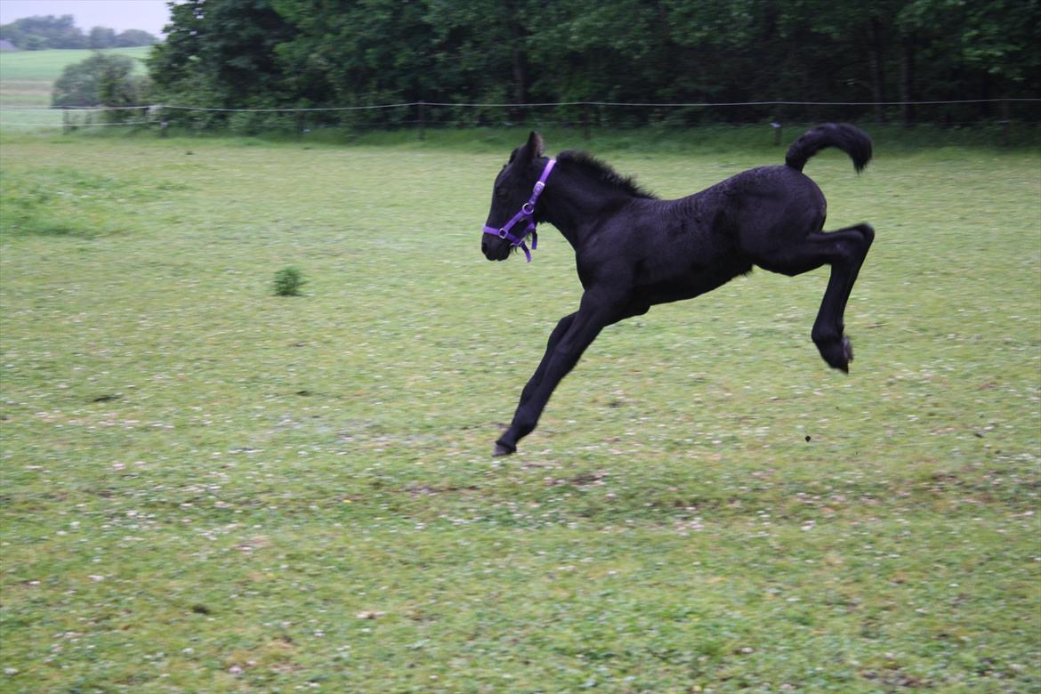 Anden særlig race Enya A Bacoon#SOLGT# - Fyldt med krudt i måsen  ;0) billede 1