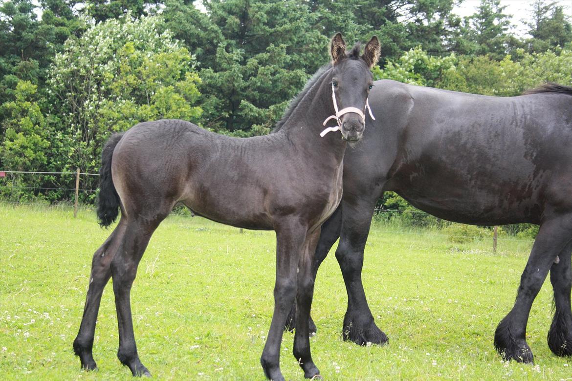 Barockpinto Dineera A Bacoon #SOLGT# - Velkommen til profilen billede 1