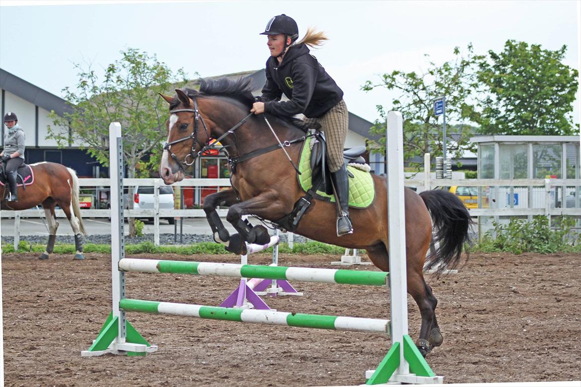 Anden særlig race Bonette  - 80 cm.. Personlig rekord! <3  billede 25