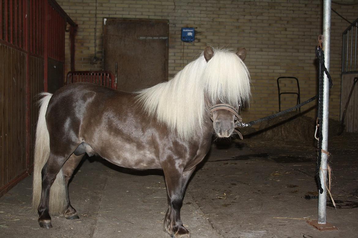 Shetlænder Silver - Juni 2012 billede 9