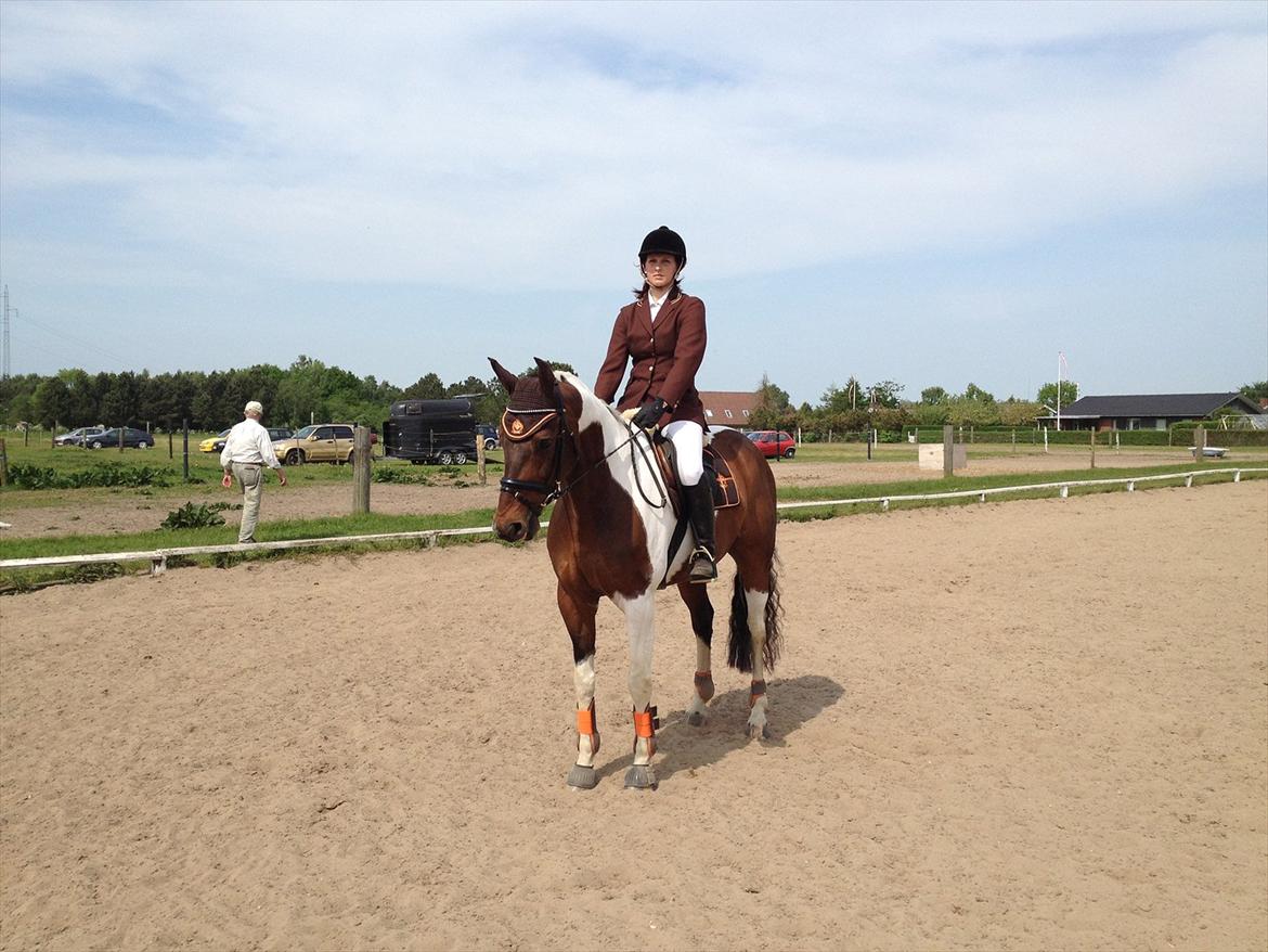 Pinto My Promise - 15# billede 15