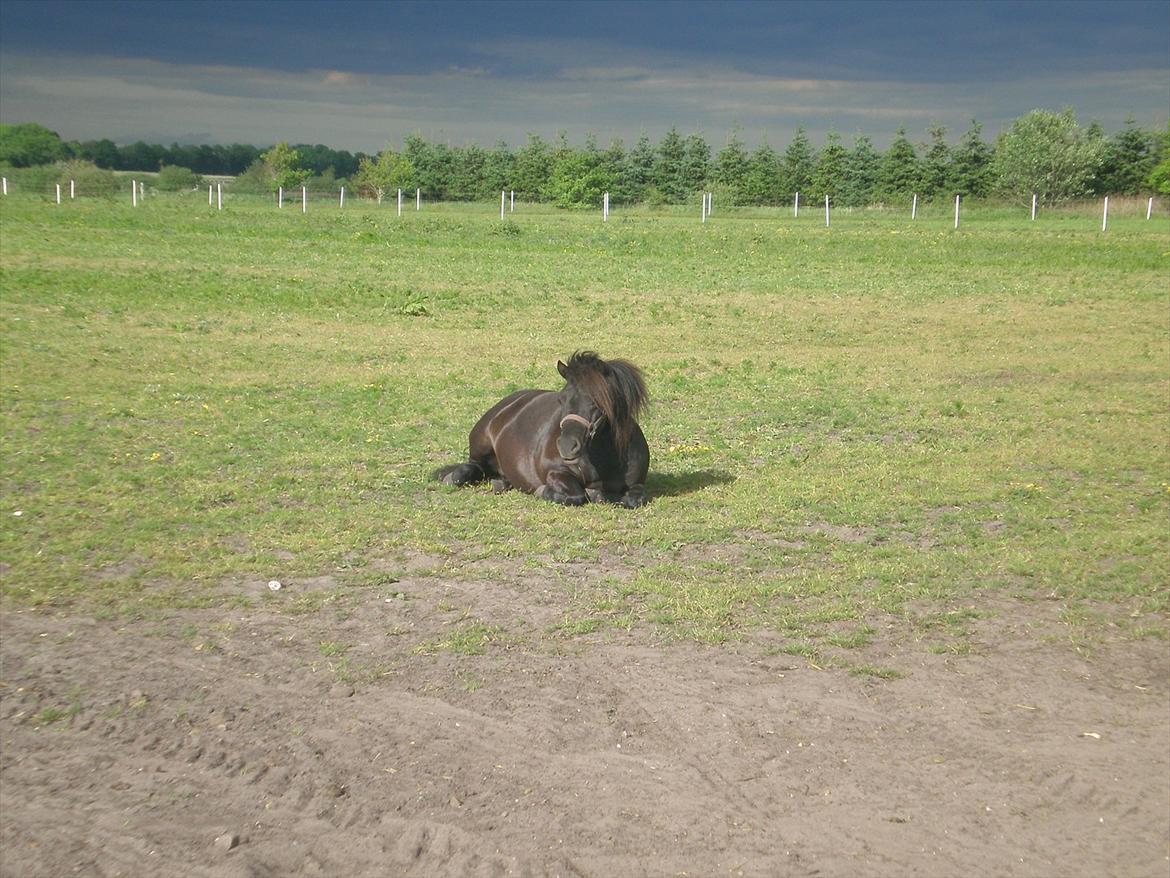 Shetlænder Kirkebakkens Regina ( Rille) - taget d. 29-05-12. billede 14