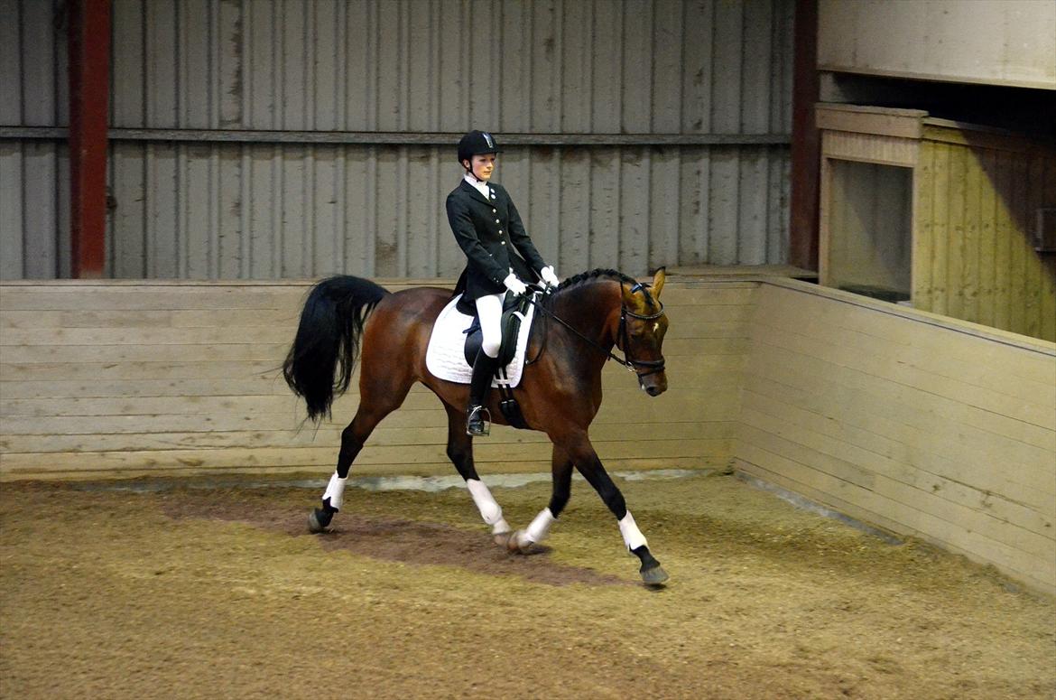 Dansk Varmblod Satchmo G - LC2 til 68,26% og 2. plads i Helsinge Rideklub 10. juni 2012. Søde, søde Satchmo ❤ billede 14