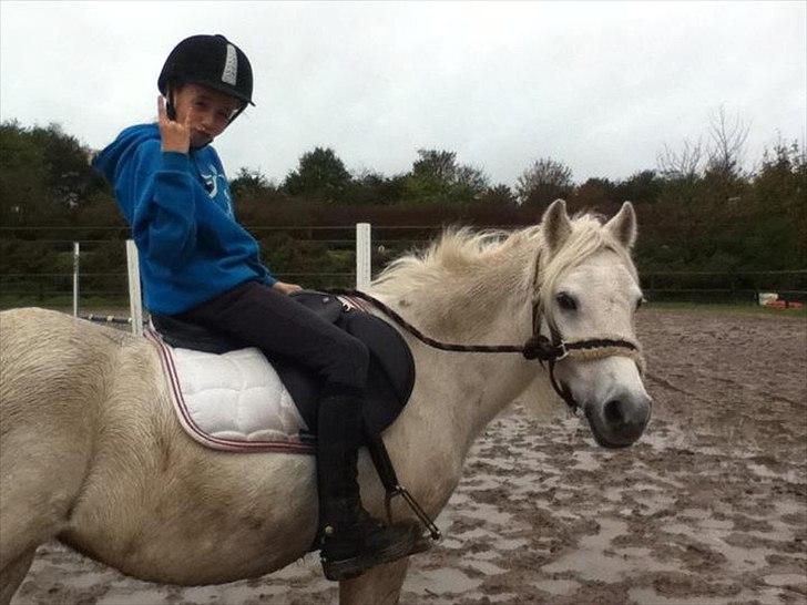 Welsh Mountain (sec A) Crowns Happy Moon - Rock and roll on a horse! :D billede 5