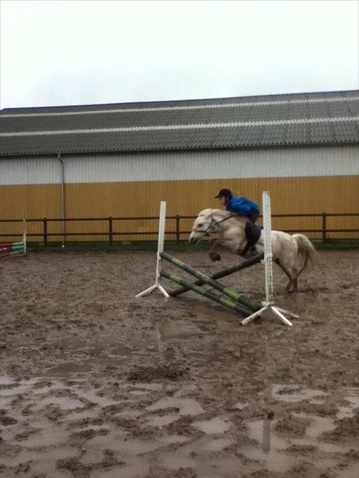 Welsh Mountain (sec A) Crowns Happy Moon - Uden bid! <3 billede 2