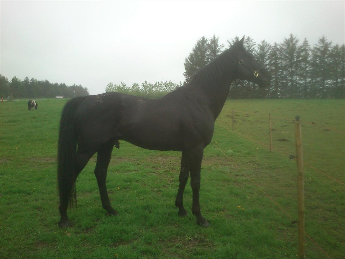 Anden særlig race Ramses R.I.P billede 9