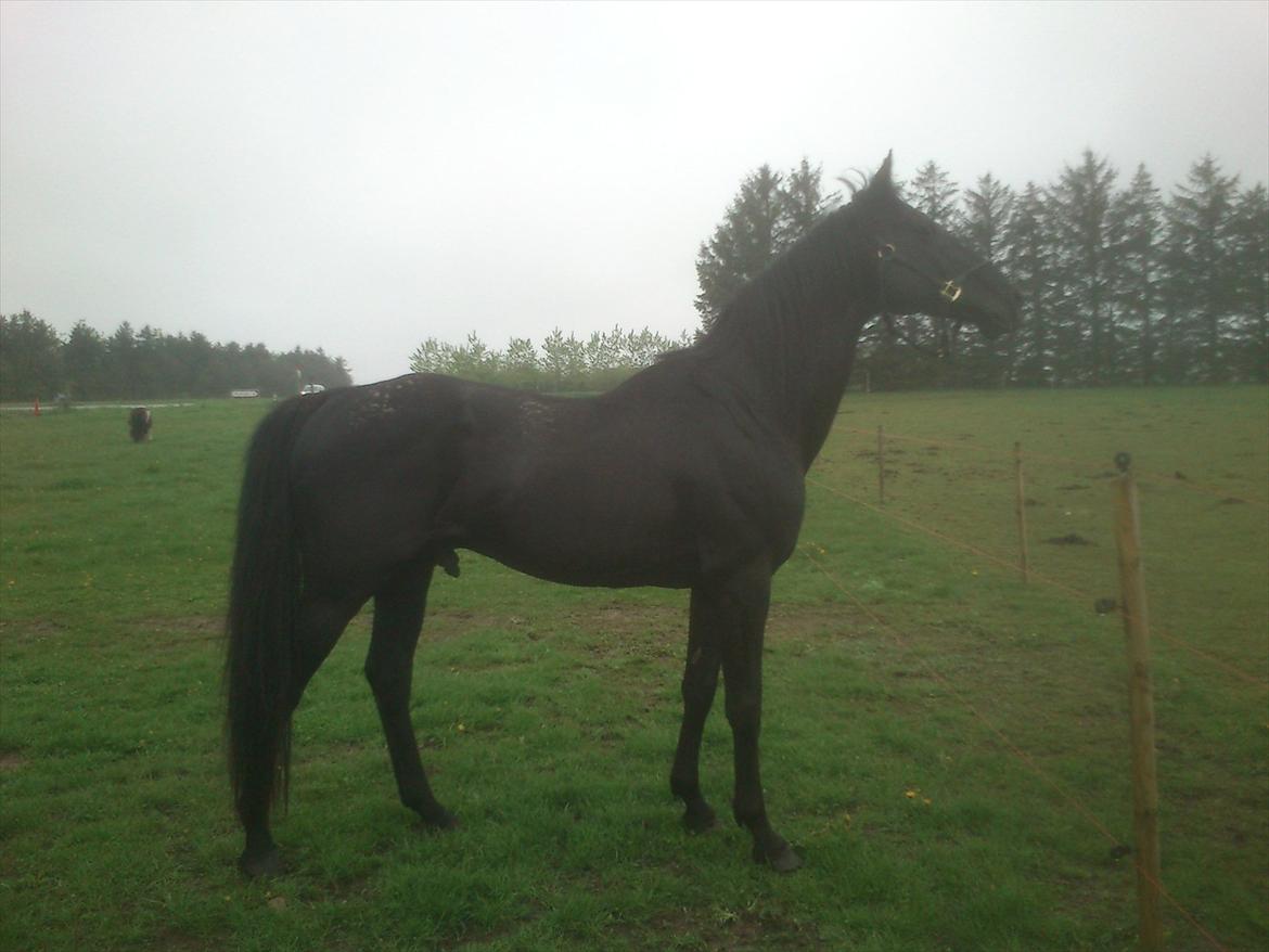 Anden særlig race Ramses R.I.P billede 10