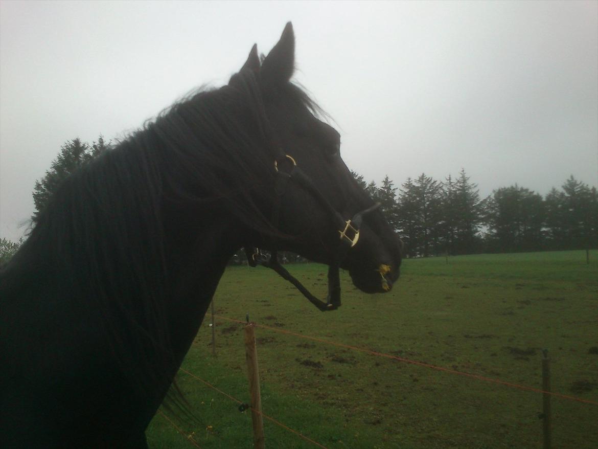 Anden særlig race Ramses R.I.P billede 11