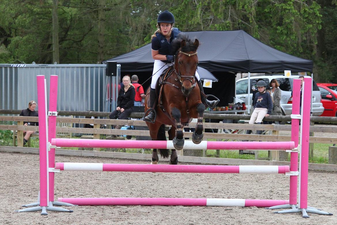 Anden særlig race Bøgelunds Zarina - sløjfespring 90 cm, 0 fejl :-) billede 19