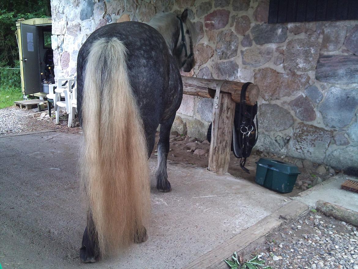 Highland Pony Trailtrow Ghillie Dhu billede 14