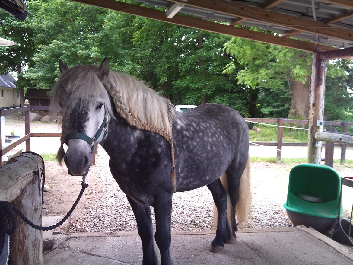 Highland Pony Trailtrow Ghillie Dhu billede 15