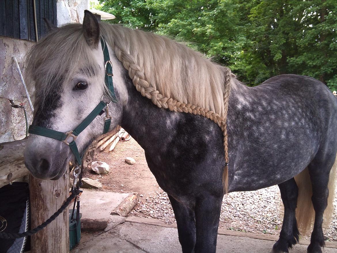 Highland Pony Trailtrow Ghillie Dhu - Klar til at ride, sådan undgår vi at få tøjlen filtret ind i manen  billede 16