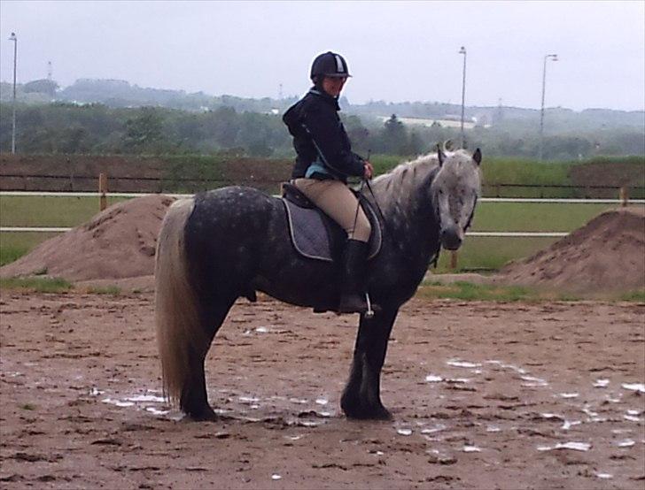 Highland Pony Trailtrow Ghillie Dhu - Fin parade :-) billede 20