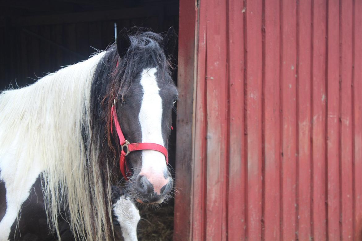 Irish Cob Shakila´s Shanti - Shakila´s Shanti hos Christina inden vi skal læsse og hjem. billede 3