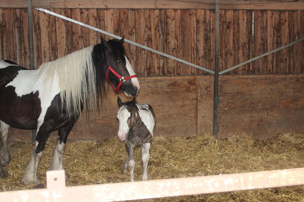 Irish Cob Shakila´s Shanti - Shakila´s Shanti med Lillepigen i løsdriften hos Christina. billede 4