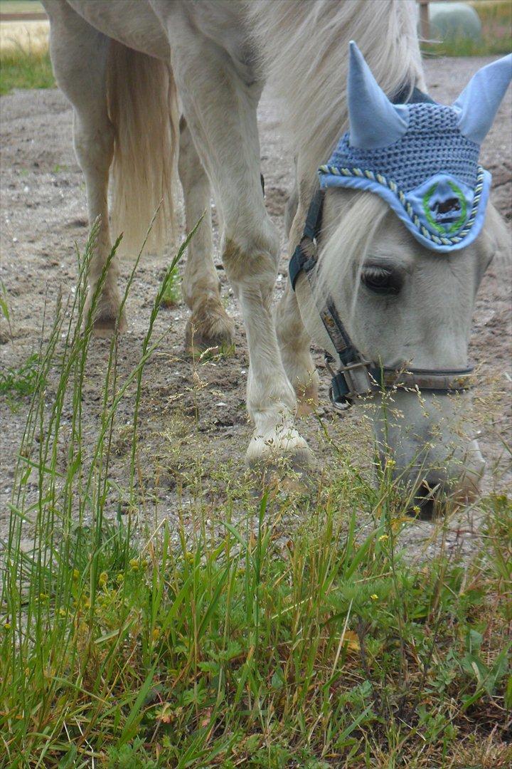 Welsh Pony (sec B) Apollon - polle <3 *SAVNES* - nåårh, bassen! <3 billede 7