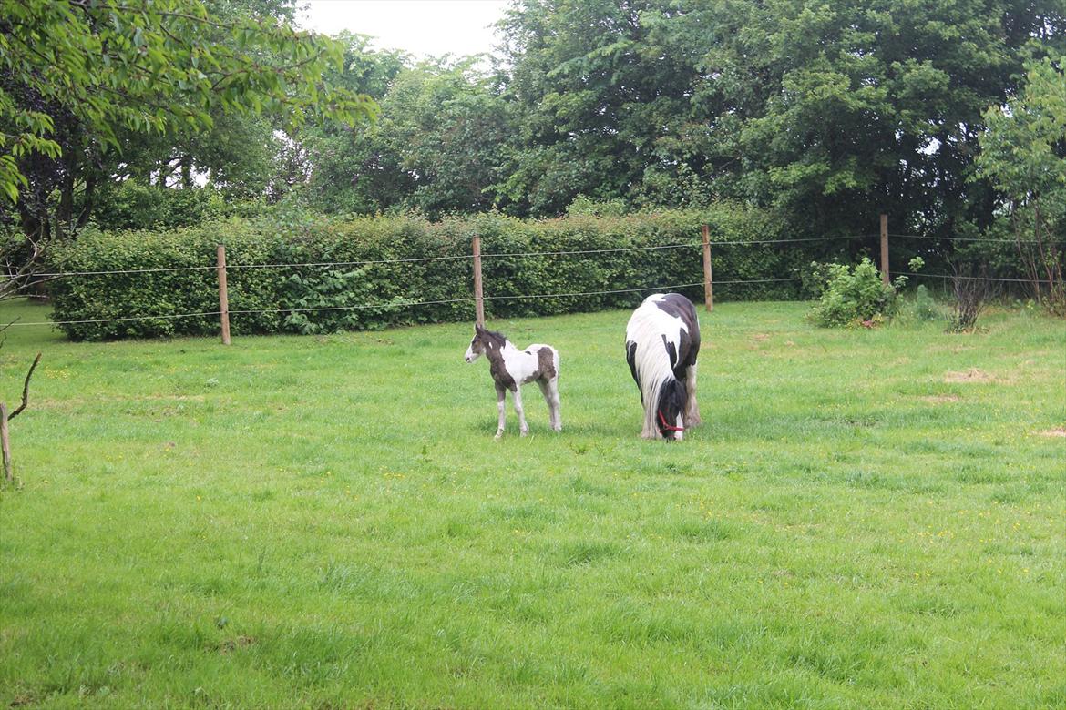 Irish Cob Shakila´s Shanti - Shakila´s Shanti ankommet til hendes nye hjem.
Dejligt med en græsbid. billede 5