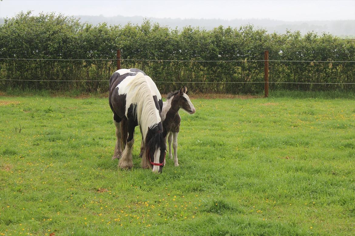 Irish Cob Shakila´s Shanti - Mor spiser mens lillepigen kikker nysgerrigt omkring. billede 6