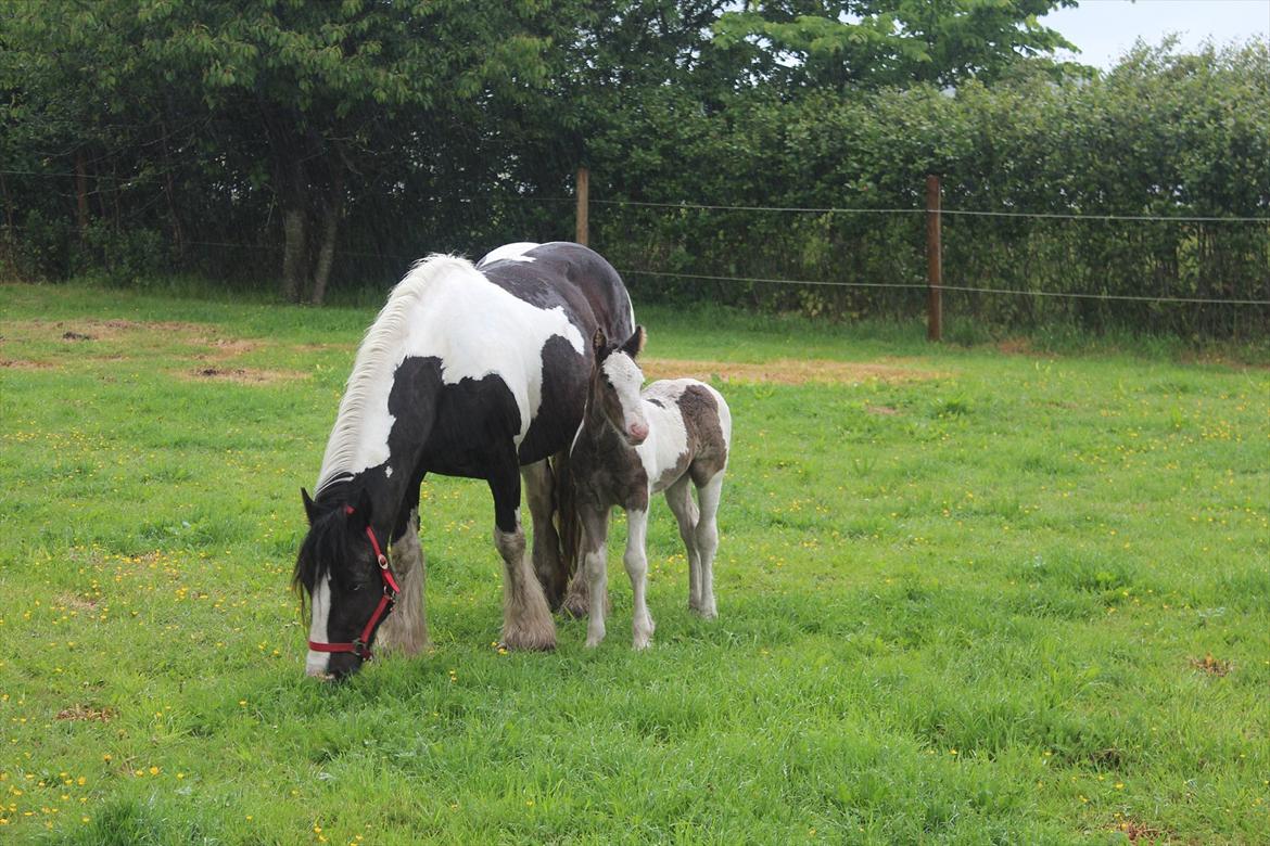 Irish Cob Shakila´s Shanti - Der er mange nye indtryk der skal fordøjes, og mor spiser bare. billede 7