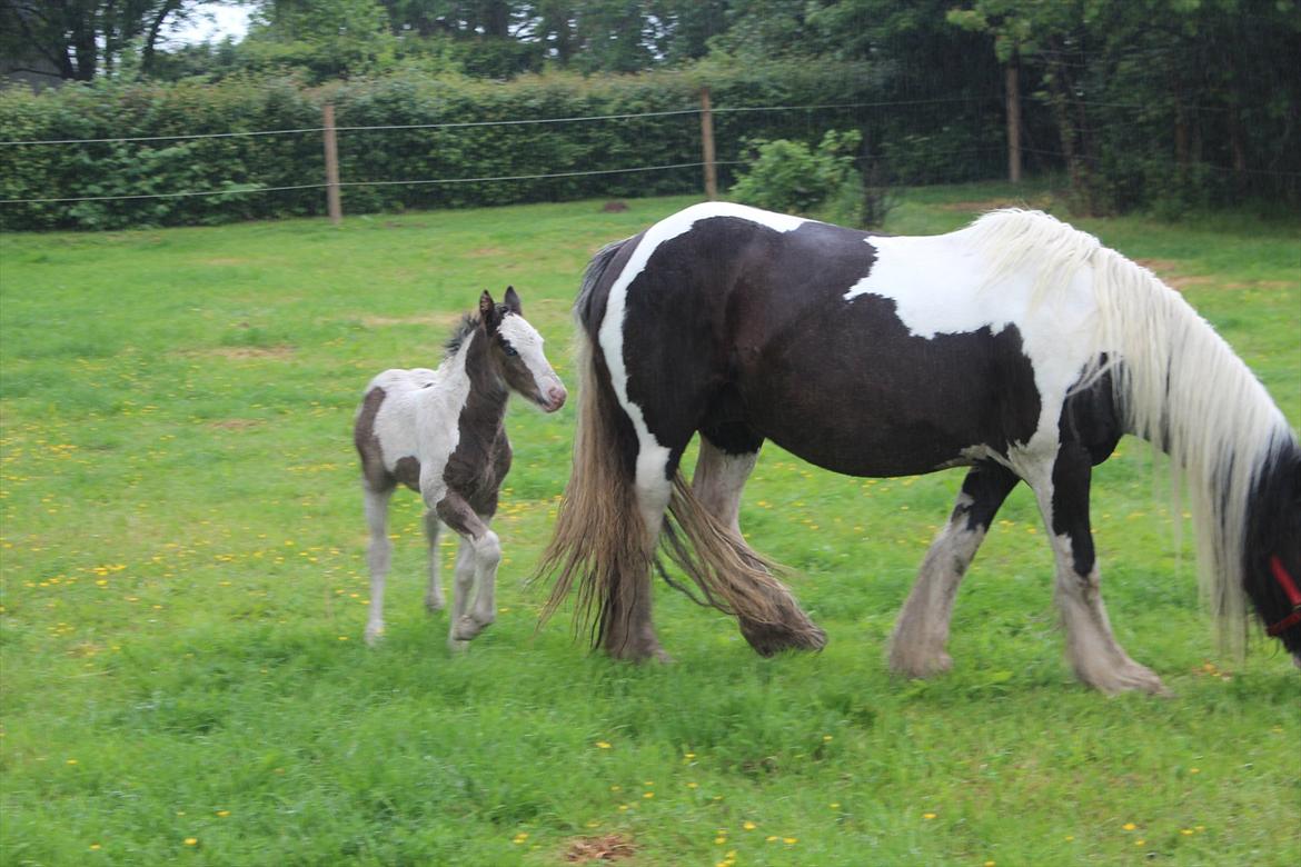 Irish Cob Shakila´s Shanti - Uha mor, hvor er du på vej hen....... billede 8