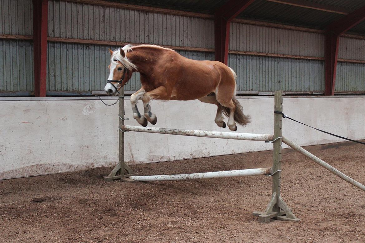 Tyroler Haflinger | Arkibal RIP - 6 April 2012: Løsspring. billede 20