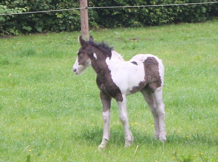 Irish Cob Haven´s Mella - Haven´s Mella i hendes nye hjem.
Ankom søndag d. 10.6.12 kl. 15.30 kun 16 dage gammel. billede 1