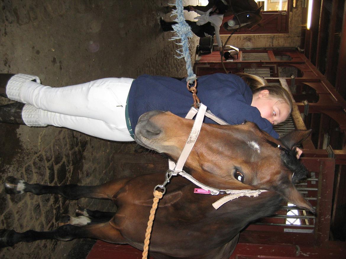 Anden særlig race Pheasant´s Quincy - SØDE Q bliver gjort klar til stævne billede 17