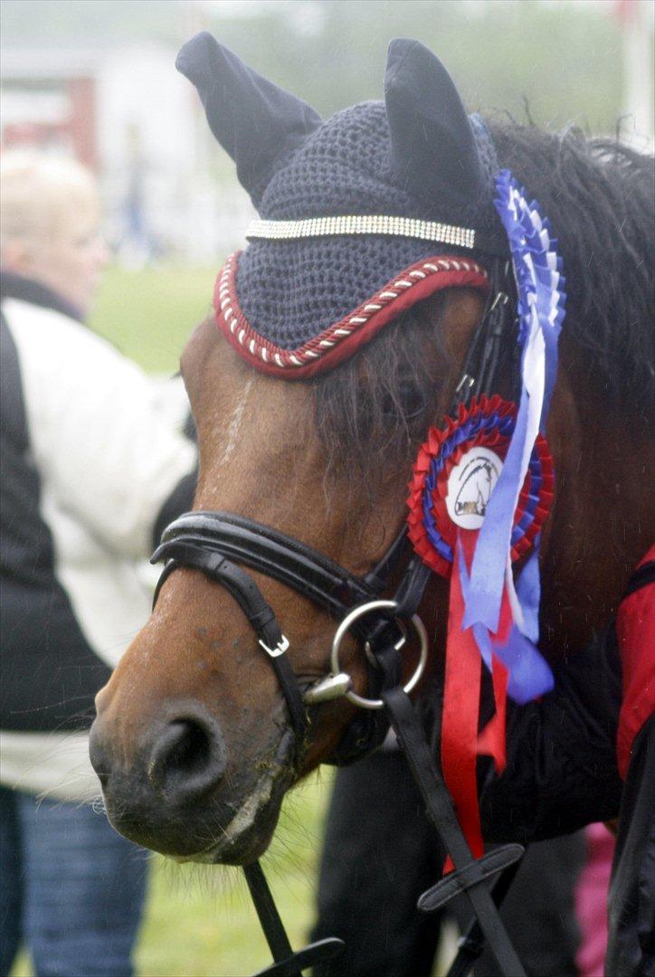 Welsh Partbred (Sec F) Amigo Citrus - Dygtige pony! (-: billede 2