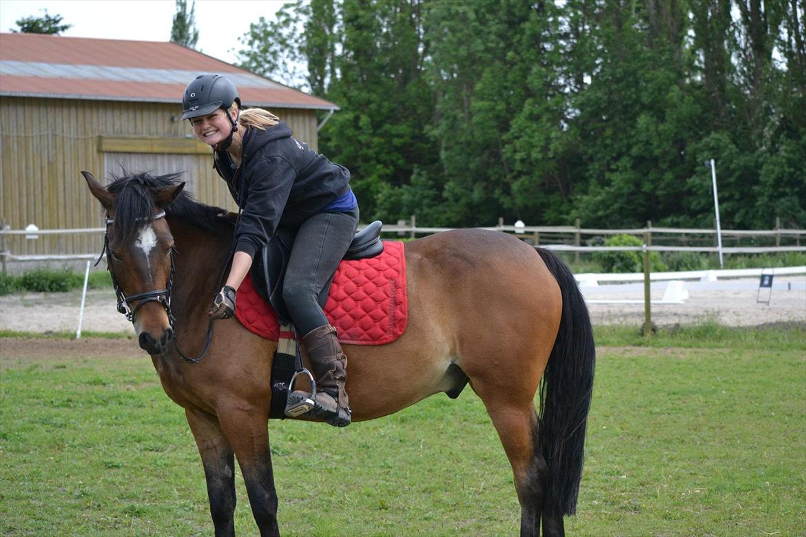 Hollandsk Sportspony Mars Marshall - Du er den største stjerne på min nattehimmel <3 billede 1