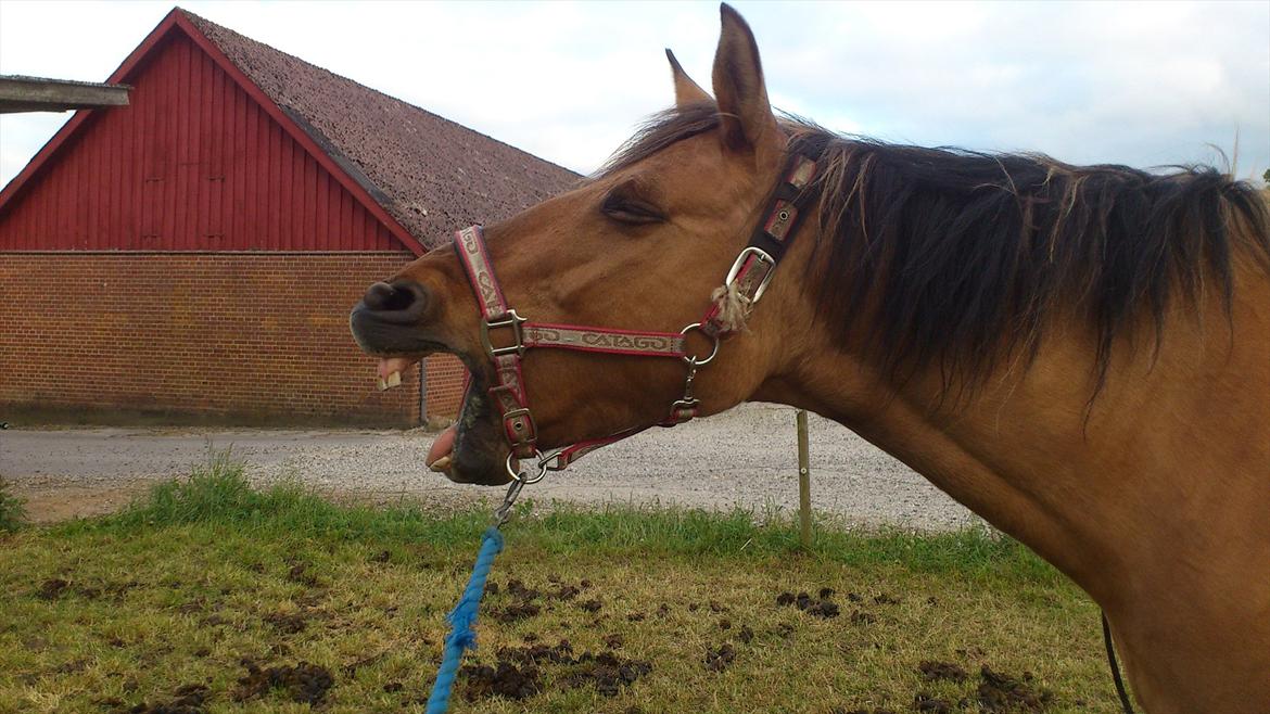 Anden særlig race Sweedy<3 - Læg gerne en bedømmelse og kommentar tak! billede 15