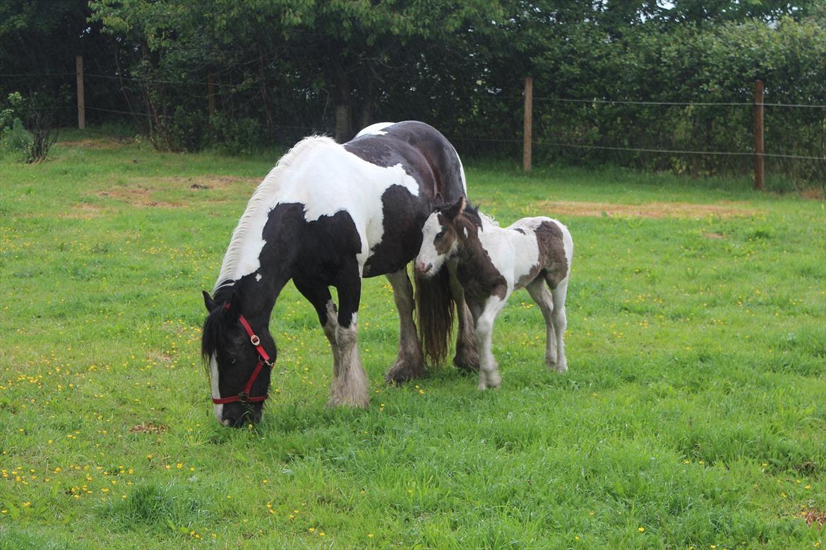 Irish Cob Haven´s Mella - Det er nu meget trygt at være hos mor. billede 2