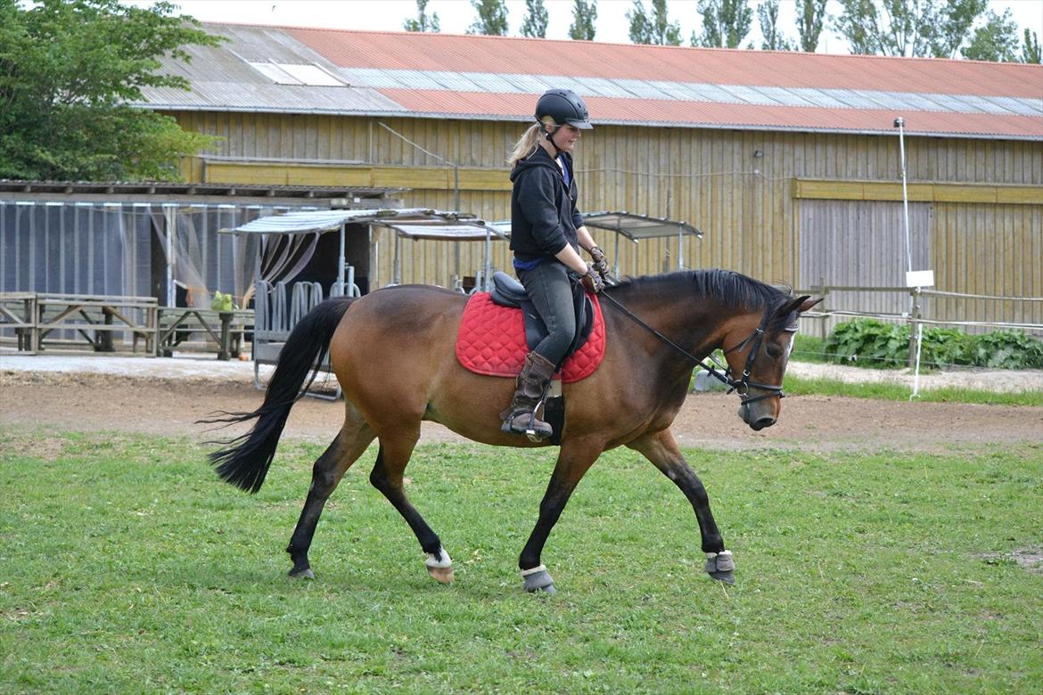 Hollandsk Sportspony Mars Marshall - Marsen og jeg i trav :-) billede 18