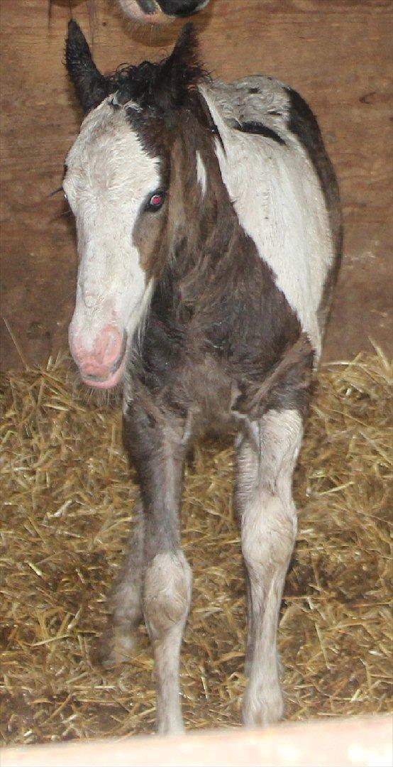 Irish Cob Haven´s Mella - Hos tidligere ejer inden jeg skal med mor ind i den kasse med hjul på. billede 3