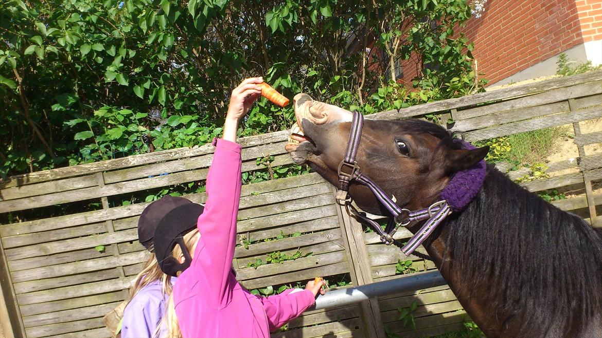 Welsh Mountain (sec A) // My Star // Josefine..!<3 billede 18